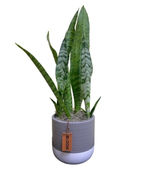 Sansevieria (Snake Plant) from Rees Flowers & Gifts in Gahanna, OH